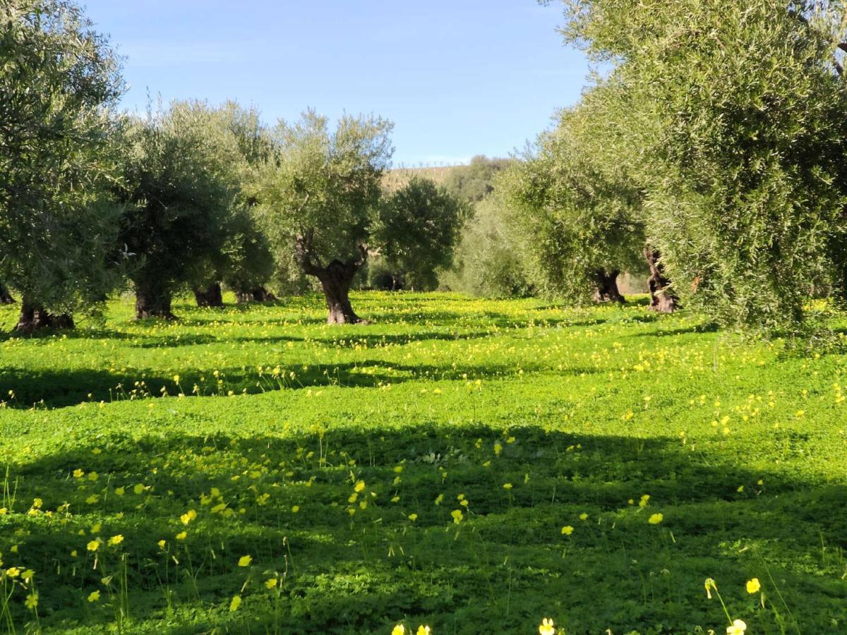 Finca Las Rosas De Santa Ana Villamartín Dış mekan fotoğraf